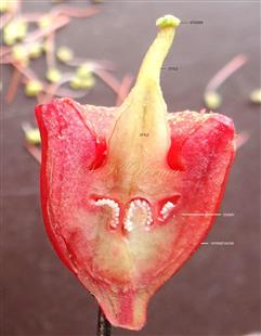  Pistil V.S.